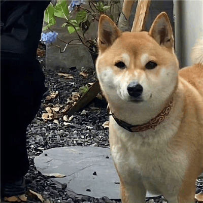 20251109141323404-image